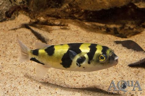 amazon puffer fish food|peruvian puffer fish.